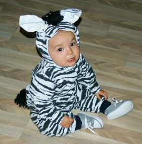 Baby Zebra